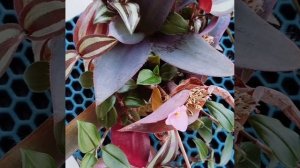 Mix🌸Традесканции и коллизии в воде💦