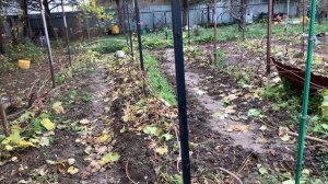 Виноград.обрезал,уложил,осталось укрыть….