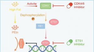 Секретное оружие рака и ось «диета-метаболизм-транскрипция» при раке предстательной железы