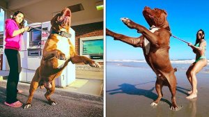 7 Самых огромных пород собак в мире