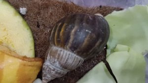 ухаживаю за улиткой ахатиной🐌♥️