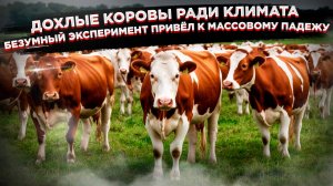 ЭКОЛОГИ-УБИЙЦЫ: Как в ЕС массово травят коров, запрещая им пукать. Шок-последствия борьбы с метаном!