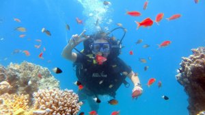 Египет. Красное море. Дайвинг и дельфины. 2025 г