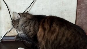 Живем как на вулкане, хоть бы один день прожить без проблем. Только станет легче с питанием животных