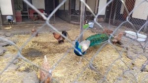 Красавец павлин🦚Показал себя со всех сторон!