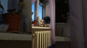 Разговорчивый котейка