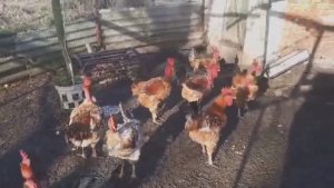 ГОЛОШЕЙКИ НА ФИНИШЕ, ПОДВОДИМ ИТОГ