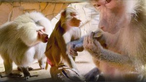 С Лиды пылинки сдувают, а Люся свободна как ветер! Макаки в ярости, даже вода не охлаждает пыл!