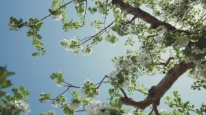 Видеоролик Цветущий Воронежский край. Горпинченко Анна Сергеевна. Фестиваль «Земля открытий»