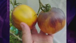 Каталог томатов 2025 года. Часть 17. г. Киров