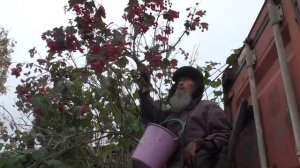 Сбор калины.  09. 10. 2025