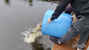 09.11.25. Утреннее зарыбление VIP зоны форелью.