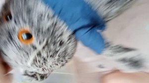 БАСИК И ЛИЛИ?