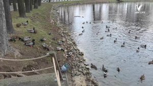 Почему нельзя кормить уток хлебом и чем это заменить