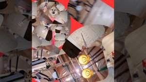 1000039740.mp4 (Собака смотрит на монтаж электропроводки ( по аварийным ситуациям ) в доме А-фрейм)