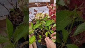 Гортензии на зимовку