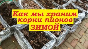 Как мы храним пионы зимой