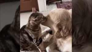 🐈Названы самые необычные клички питомцев в Москве🐕