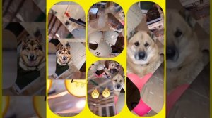 1000039749.mp4 (Собака смотрит на монтаж электропроводки ( по аварийным ситуациям ) в доме А-фрейм)