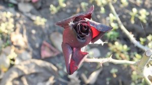 06=11=2025 кмр   ПВН  (135)