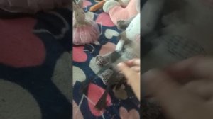 распаковка пакетиков +игра Угадай кто я