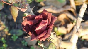 06=11=2025 кмр   ПВН  (140)