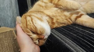 лентяйка и ниндзя