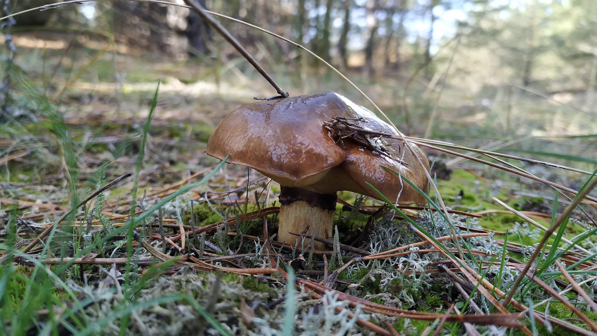 В лесу только Маслята, но грибов хватает всем. смотреть онлайн