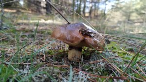 В лесу только Маслята, но грибов хватает всем.