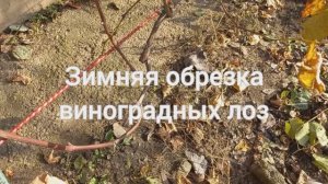 Зимняя обрезка виноградных лоз
