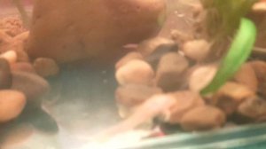 топ аквариум номер1