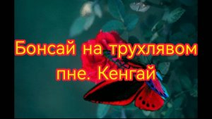 Бонсай на трухлявом пне