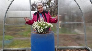 Смесь из доломитовой муки для чёрной смородины. Чтобы кусты давали крупную и здоровую ягоду.