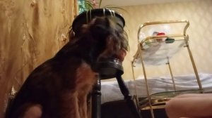 как научить собаку команде сидеть?