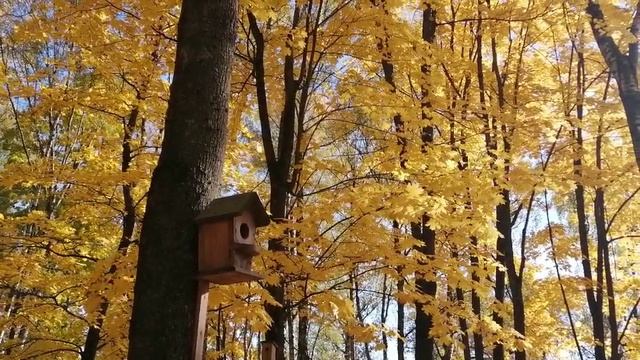 С древа жизни облетают годы.. смотреть онлайн