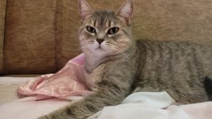 Спокойной ночи и всем сладких  снов!