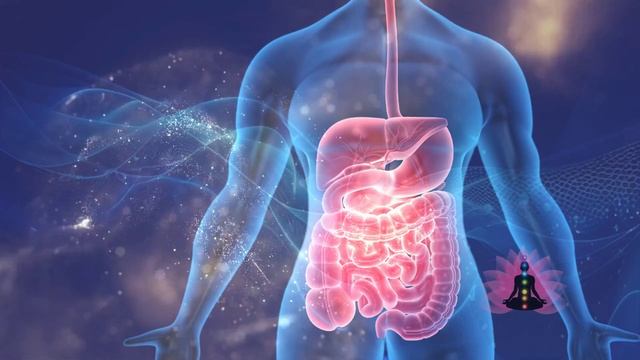 ЖКТ ЖЕЛУДОК КИШЕЧНИК