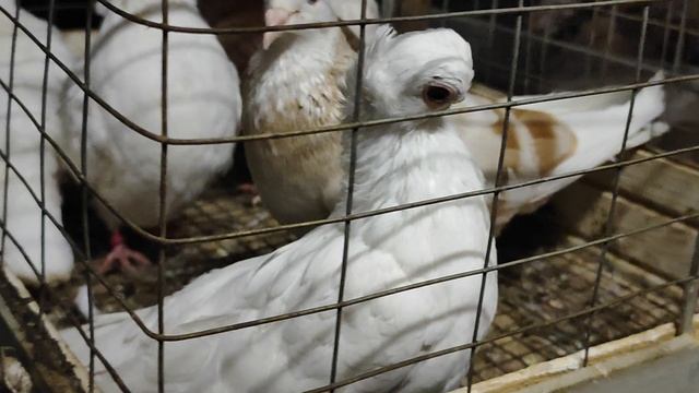 9.11.2025г Ярмарка г.Тула ч.1 смотреть онлайн