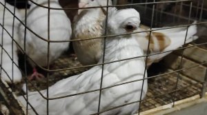 9.11.2025г Ярмарка г.Тула ч.1