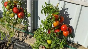 Томат Диадема из своих семян