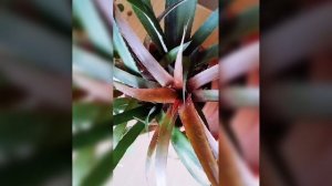 Криптбергия