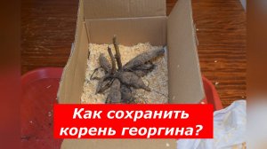 Опилки: отличный способ хранения клубней георгина в зимний период!!!