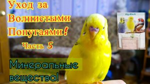 Минеральные вещества для волнистого попугая. Добавки для попугая. Уход за попугаями часть 5