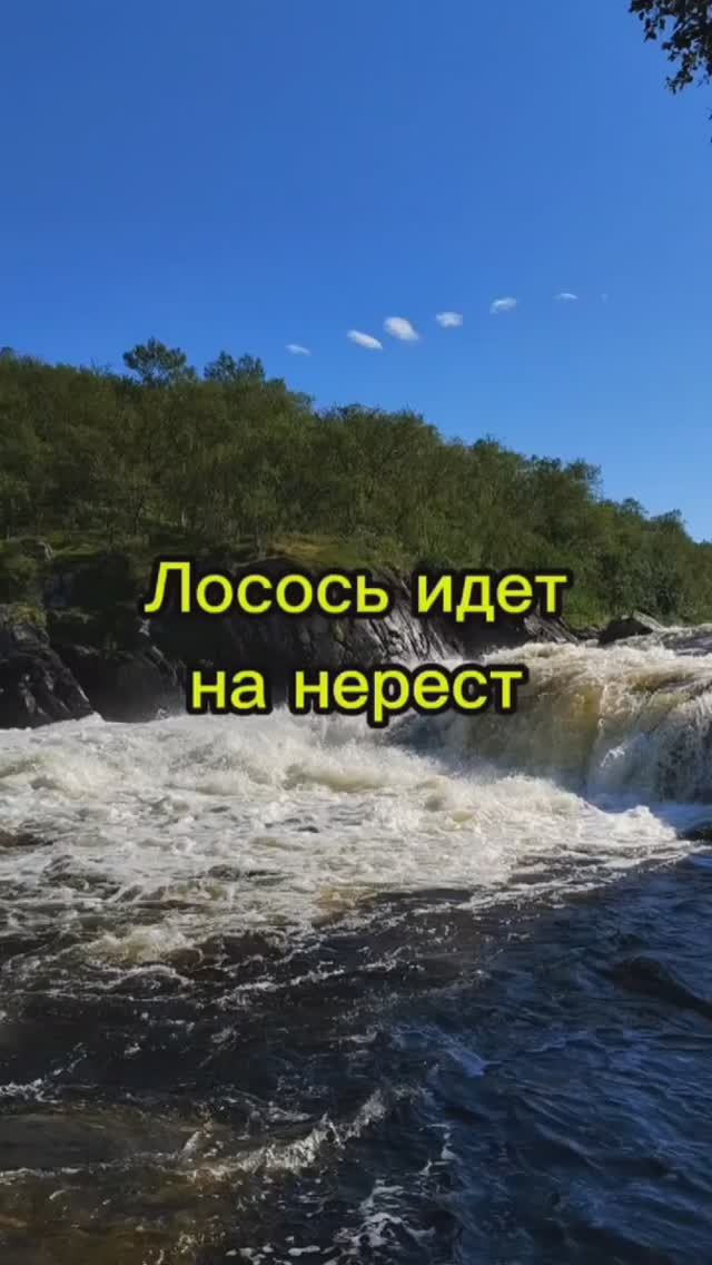 Лосось идет на нерест