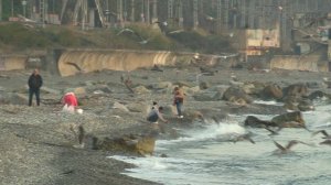 Ноябрь в Сочи. Пляж Якорная Щель. В этом время года тут большая рыбалка на барабулю и других рыб.