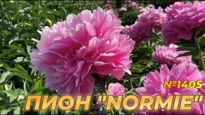 ПИОН "NORMIE"/Сад Ворошиловой