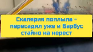 СКАЛЯРИЯ ПОПЛЫЛА - ПЕРЕСАДИЛ УЖЕ И БАРБУС СТАЙНО НА НЕРЕСТ