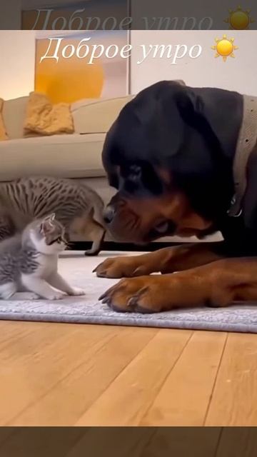 Доброе утро, будьте добрее