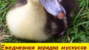 Утренняя  зарядка   мускусов