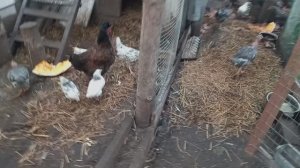 У цыпленка бронхит. Куры гуляют, ровняют грядки. После перекопки- ведро овощей.